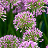 Allium Millenium