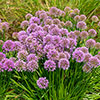 Allium Millenium