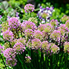 Allium Millenium