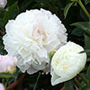 Peony Duchesse de Nemours Peony Duchesse de Nemours