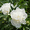 Peony Duchesse de Nemours Peony Duchesse de Nemours