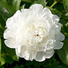Peony Duchesse de Nemours Peony Duchesse de Nemours