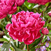 Peony Red Sarah Bernhardt Peony Red Sarah Bernhardt