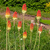 Red Hot Poker Red Hot Poker