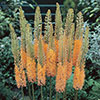Eremurus Cleopatra Eremurus Cleopatra