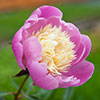 Peony Bowl of Beauty
