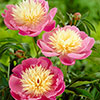 Peony Bowl of Beauty