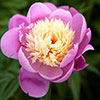 Peony Bowl of Beauty