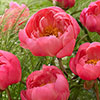Peony Coral Sunset