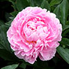 Peony Sarah Bernhardt