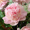 Peony Edens Perfume Peony Edens Perfume