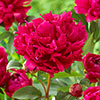 Peony Red Magic Peony Red Magic