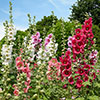 Alcea Hollyhock Mix Alcea Hollyhock Mix
