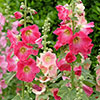 Alcea Hollyhock Mix Alcea Hollyhock Mix