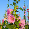 Alcea Hollyhock Mix Alcea Hollyhock Mix