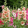 Alcea Hollyhock Mix Alcea Hollyhock Mix
