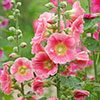 Alcea Hollyhock Mix Alcea Hollyhock Mix
