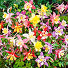 Aquilegia McKana Hybrids