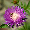 Centaurea dealbata