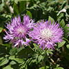 Centaurea dealbata