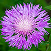 Centaurea dealbata