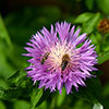 Centaurea dealbata
