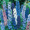 Delphinium Mix Delphinium Mix