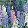 Delphinium Mix Delphinium Mix
