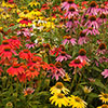 Echinacea Breeders Mix Echinacea Breeders Mix