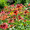 Echinacea Breeders Mix Echinacea Breeders Mix