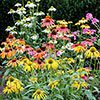 Echinacea Breeders Mix Echinacea Breeders Mix