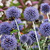 Echinops ritro Globe Thistle Echinops ritro Globe Thistle