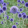 Echinops ritro Globe Thistle Echinops ritro Globe Thistle