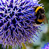 Echinops ritro Globe Thistle Echinops ritro Globe Thistle