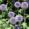 Echinops ritro Globe Thistle Echinops ritro Globe Thistle