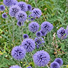 Echinops ritro Globe Thistle Echinops ritro Globe Thistle