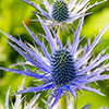 Eryngium planum Sea Holly