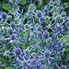 Eryngium planum Sea Holly