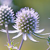 Eryngium planum Sea Holly