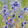 Eryngium planum Sea Holly