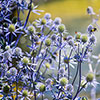 Eryngium planum Sea Holly