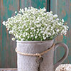 Gypsophila paniculata Babys Breath Gypsophila paniculata Babys Breath