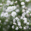 Gypsophila paniculata Babys Breath Gypsophila paniculata Babys Breath