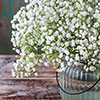 Gypsophila paniculata Babys Breath Gypsophila paniculata Babys Breath