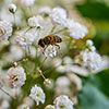 Gypsophila paniculata Babys Breath Gypsophila paniculata Babys Breath