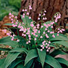 Pink Lily Of The Valley Pink Lily Of The Valley