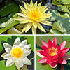 Water Lily Planting Kit - Trio