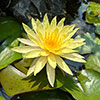 Water Lily Planting Kit - Trio