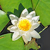 Water Lily Planting Kit - Trio