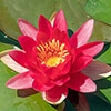Water Lily Planting Kit - Trio